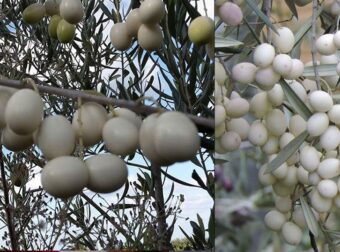 Λευκές ελιές: Μια σπάνια ποικιλία ελιάς με καταγωγή από τα αρχαία χρόνια