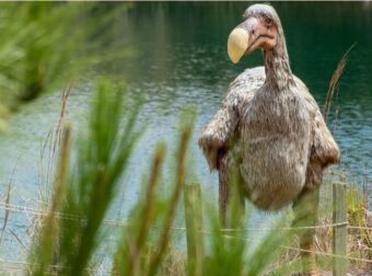 Dodo: Οι επιστήμονες σχεδιάζουν την «ανάσταση» του πτηνού που εξαφανίστηκε τον 17ο αιώνα