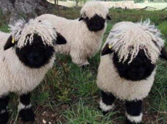 Τα πρόβατο Valais Blacknose, ίσως τα πιο χαριτωμένα πρόβατα του κόσμου μοιάζουν με λούτρινα ζωάκια