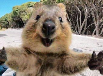 Το quokka είναι το πιο χαρούμενο ζώο στον κόσμο